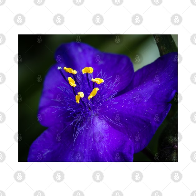 Blue Flower and Stamens by Robert Alsop