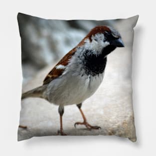 Whats up Chickadee Pillow