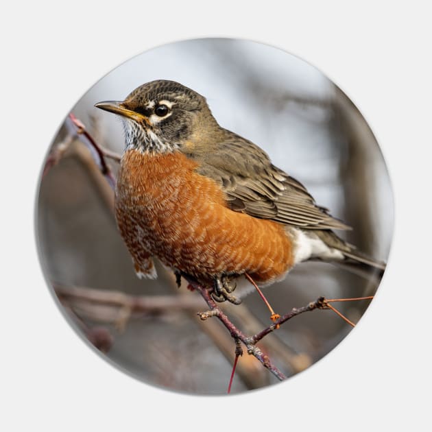 American Robin Pin by jaydee1400