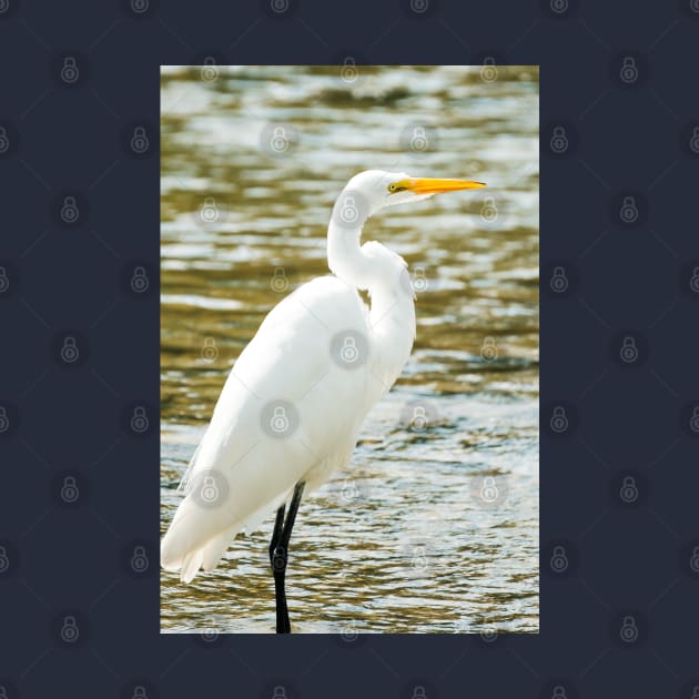 Egret in a Stream Photograph by love-fi