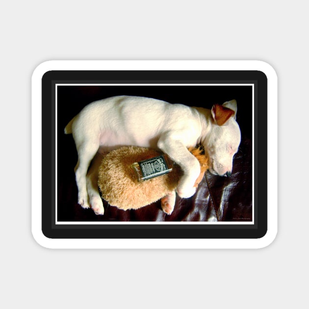 Wasted puppy - cute Jack Russell Terrier Magnet by Simon-dell