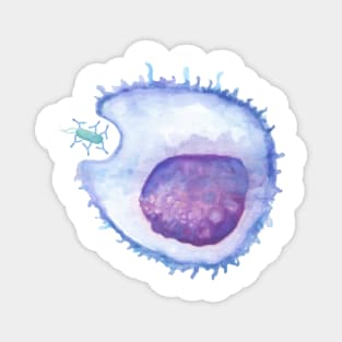 Phagocytosis WBC white blood cell Magnet