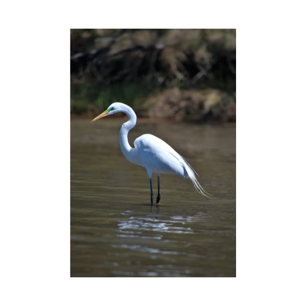 Green eyed Egret by searchlight