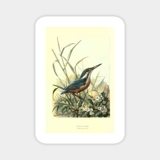 Kingfisher Magnet