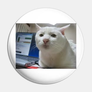 Serious Cat Meme Pin