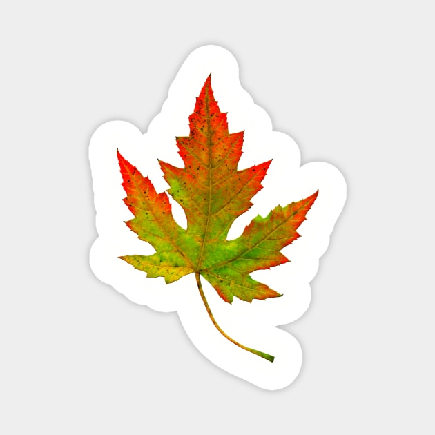 autumn leaf Magnet by ghjura