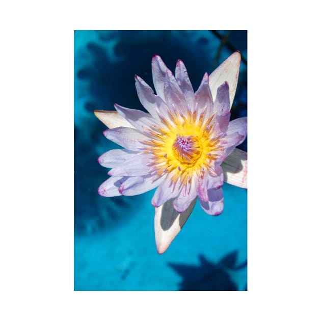 Water Lily by WaterGardens
