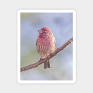 House Finch on blue/green blurred background Magnet