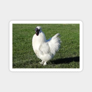 Silkie Smooth Operator Magnet