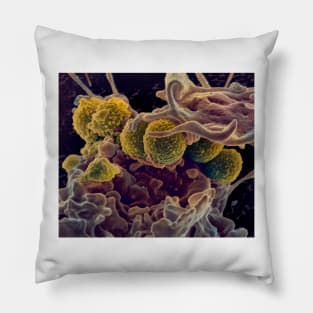 MRSA ingestion by white blood cell, SEM (C021/7464) Pillow