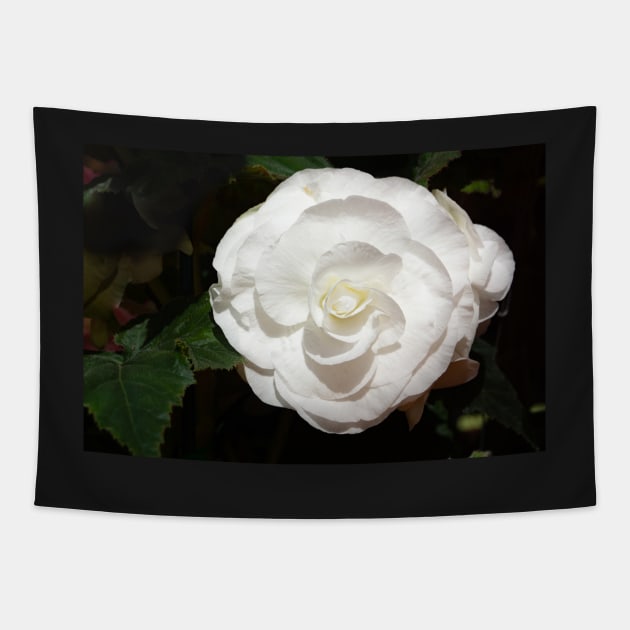 One white begonia flower. Tapestry by sma1050