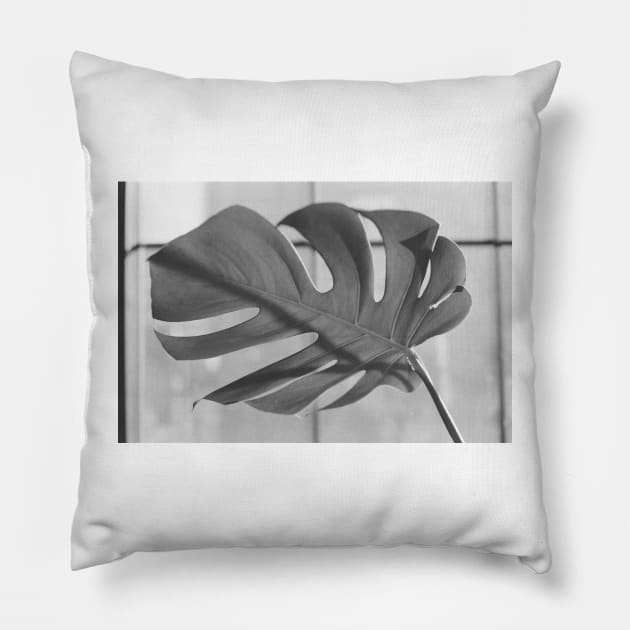 Monstera Deliciosa 35mm Pillow by ztrnorge