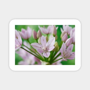 Allium unifolium  American onion Magnet