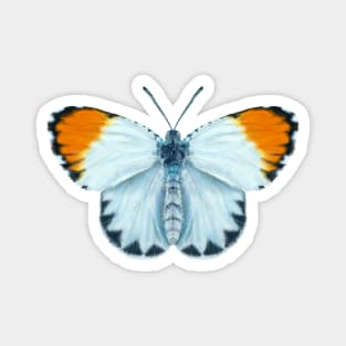 Orange-tip Butterfly Magnet