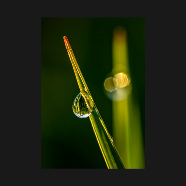 Water Bead on a Blade of Grass by jecphotography