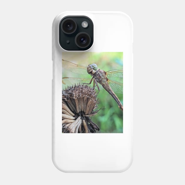 Dragonfly Macro Phone Case by searchlight