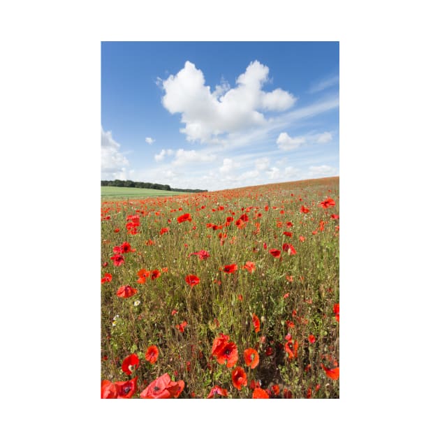 Norfolk Poppy Field by GrahamPrentice