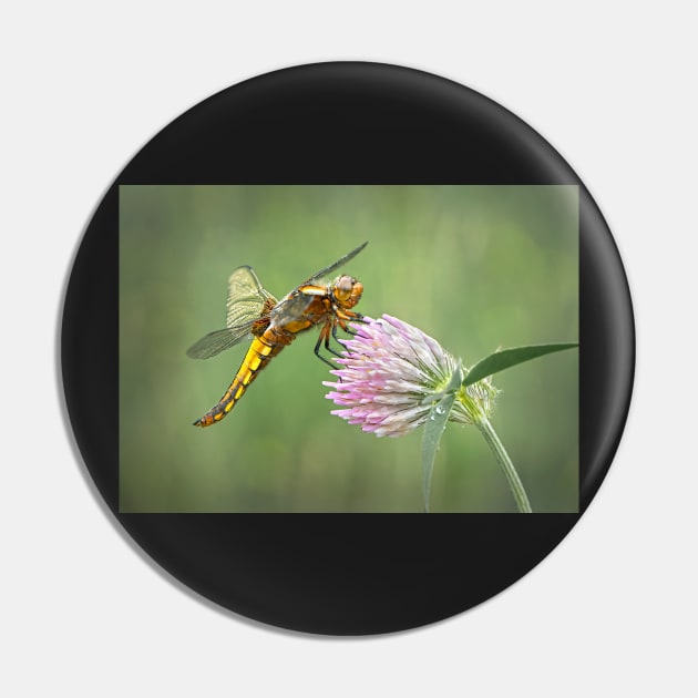 Broad-bodied Chaser female on red clover flower Pin by TonyNorth