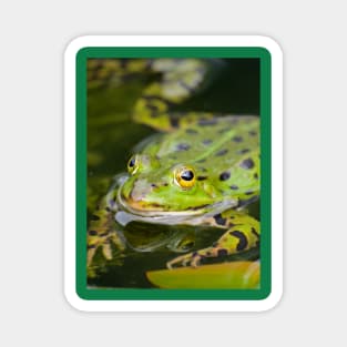 Green European Frog Magnet