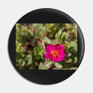 Pink Moss Rose 3 Pin