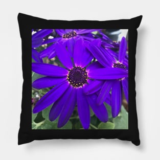 Radiant Purple Daisy Power Pillow