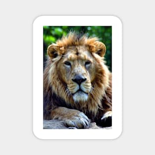 Asiatic Lion Panthera Leo Persica Big Cat Male Magnet