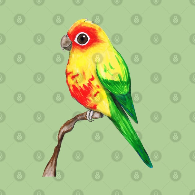 Cute sun conure by Bwiselizzy