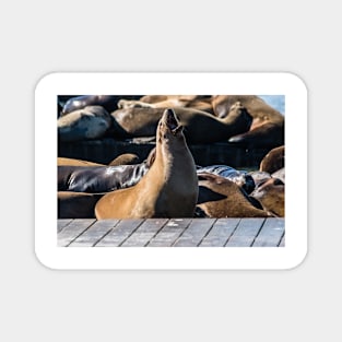 Tan Sea Lion Magnet