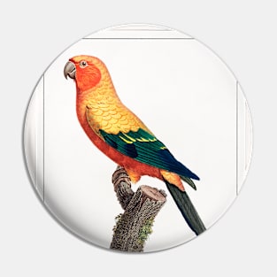 The Sun Parakeet (1801—1805) Pin