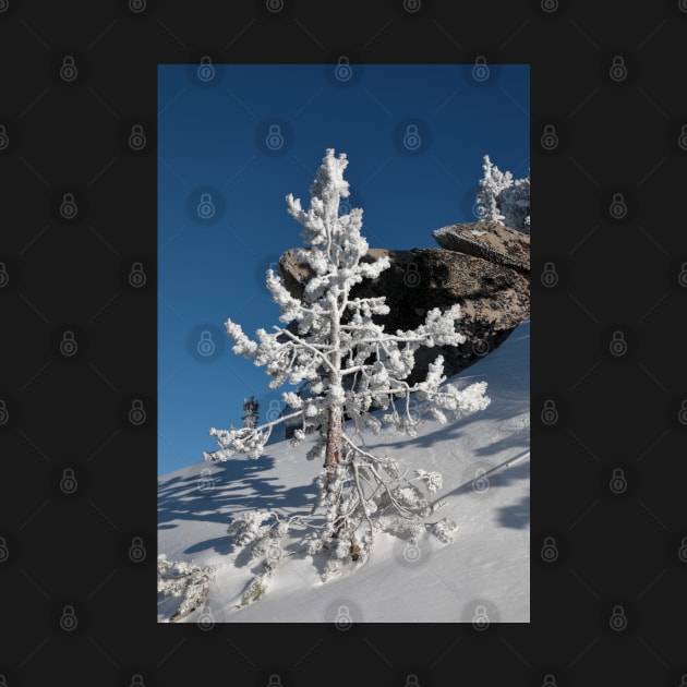 Snow covered Coniferous tree on a hill in winter season. by ikshvaku