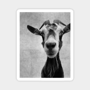 Goat Portrait in Black and White Magnet