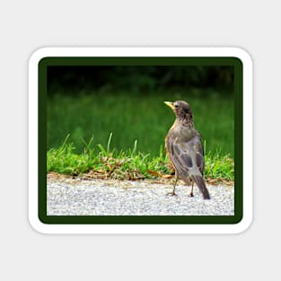 American Robin-5 Magnet