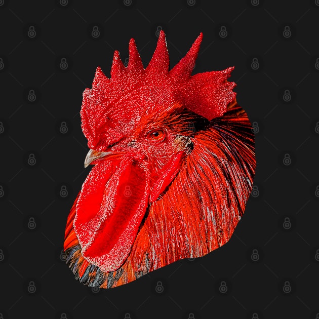 Red Rooster by dalyndigaital2@gmail.com