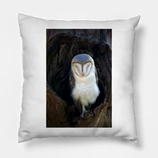 Sleeping Barn Owl Pillow