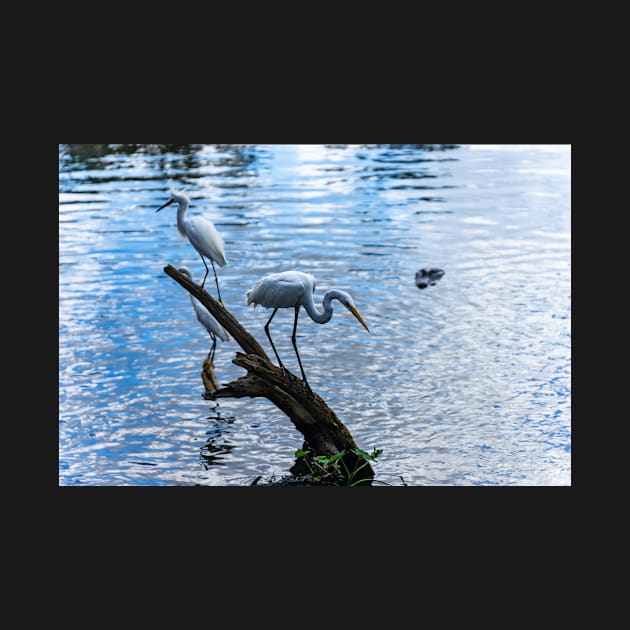 Great white egret and a Snowy egret by KensLensDesigns