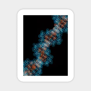 Computer artwork of a segment of beta DNA (G110/0486) Magnet