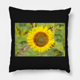 Sunflower, sunflower, abstract, (Helianthus annuus) Pillow