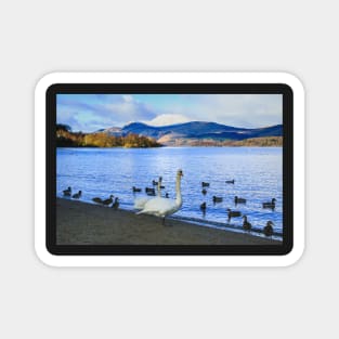 Loch Lomond Swans and Ducks Magnet