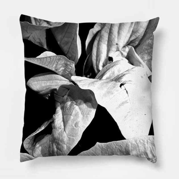 White Poinsettias in Black and White - Merry Christmas - Christmas Gift Pillow by Ric1926