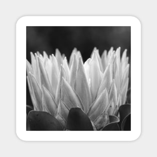 Monochrome Protea Flower - Hampton Style Magnet