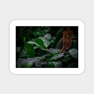 Rain drops on Cool leaves Magnet