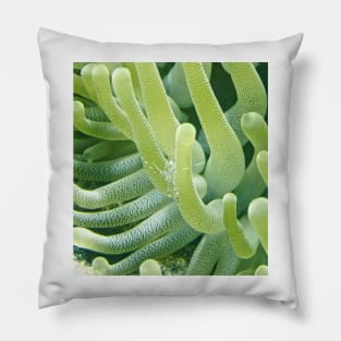 Shrimp on a Green Sea Anemone Pillow