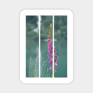 Wonderful landscapes in Norway. Blooming colorful lupine flowers in Norway in the wild grass. Blur background. Summer cloudy day(vertical) Magnet