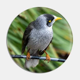 Noisy Miner Australian Bird Pin