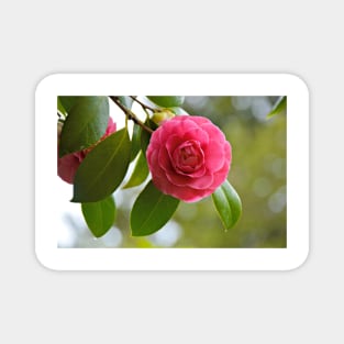 Spring Camellia Magnet