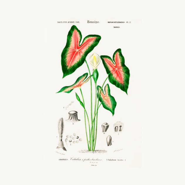 Elephant ear (Caladium bicolor) by WAITE-SMITH VINTAGE ART