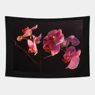 Orchid Tapestry