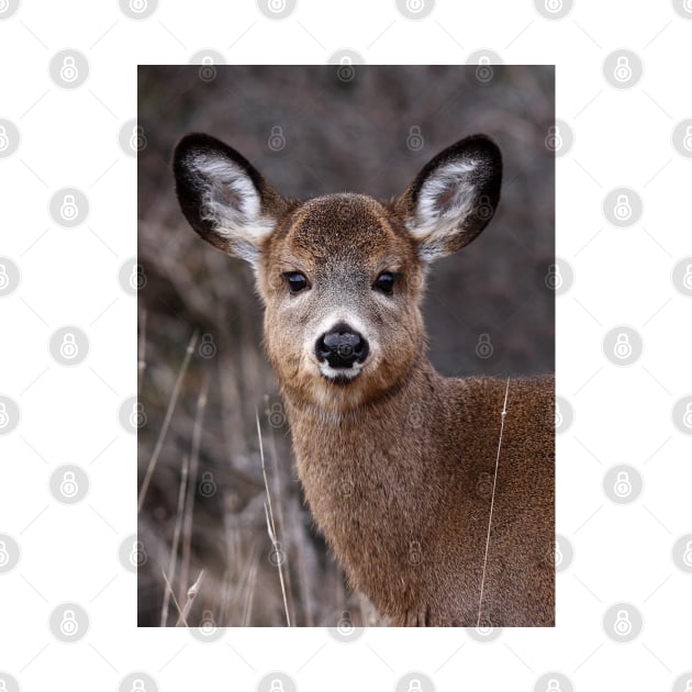 'Cutie Petootie' - White-tailed Deer by Jim Cumming