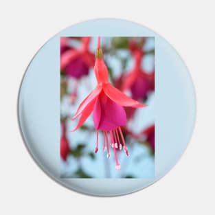 Fuchsia &#39;Pink Fizz&#39; Pin