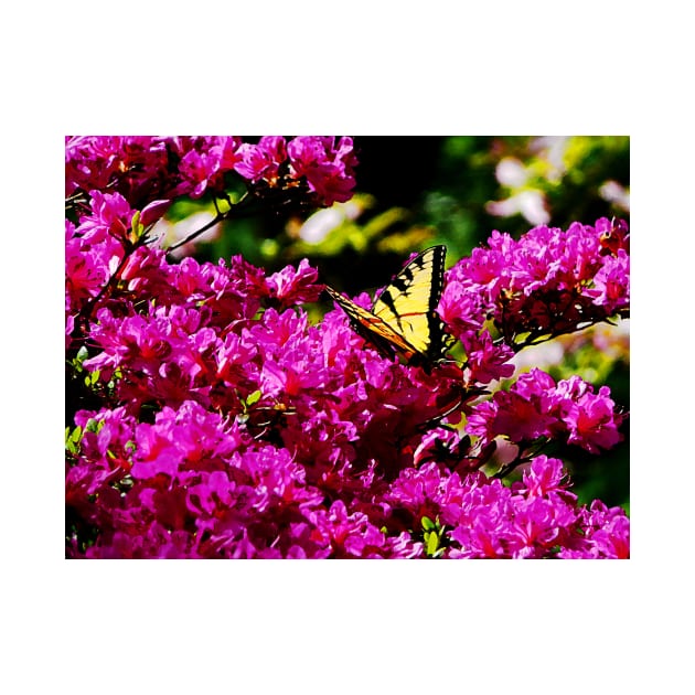 Butterflies - Tiger Swallowtail on Azalea by SusanSavad